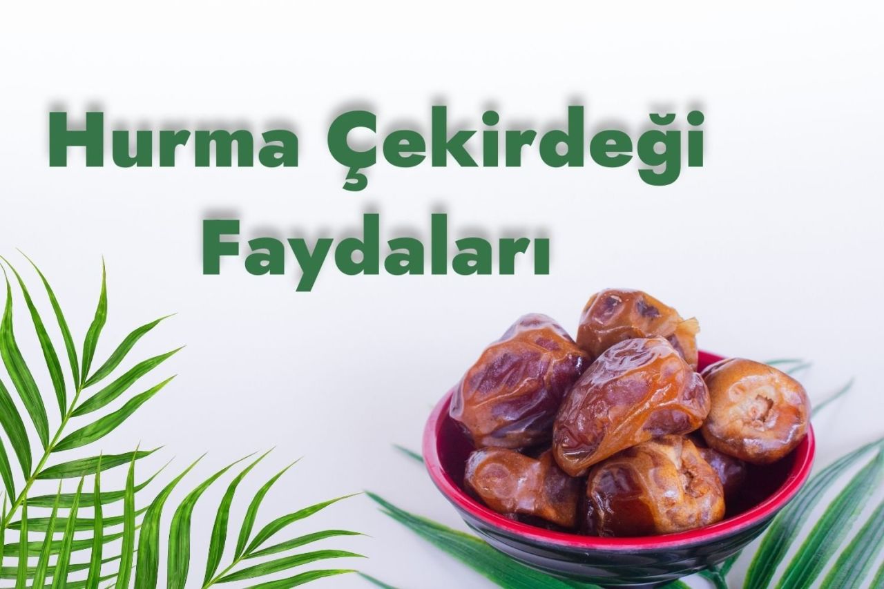 Hurma Çekirdeği Faydaları Nelerdir?