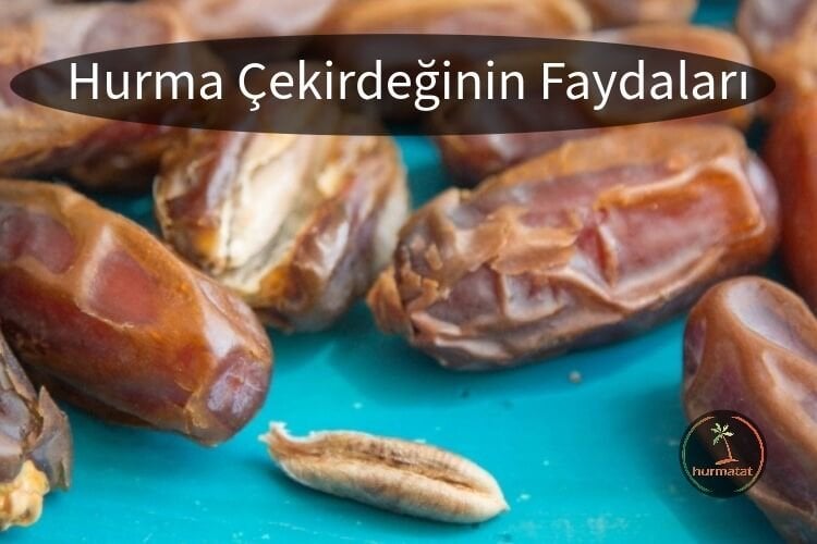 Hurma Çekirdeğinin  Faydaları Nelerdir?